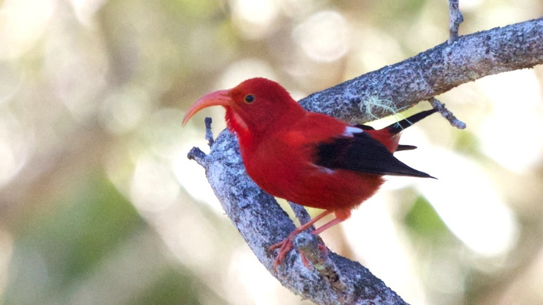 ‘I‘iwi (Drepanis coccinea) AKA Scarlet Honeycreeper, Hawaii, USA 2